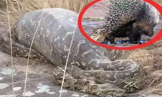 一条蟒蛇嘴馋吞吃豪猪结果会怎么样超出你的想象