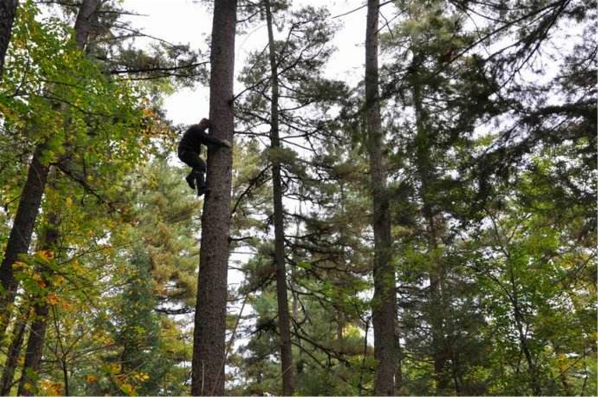 村民身背长长的竹竿,爬上高大的松树,使用竹竿敲打松塔让其掉落,这种