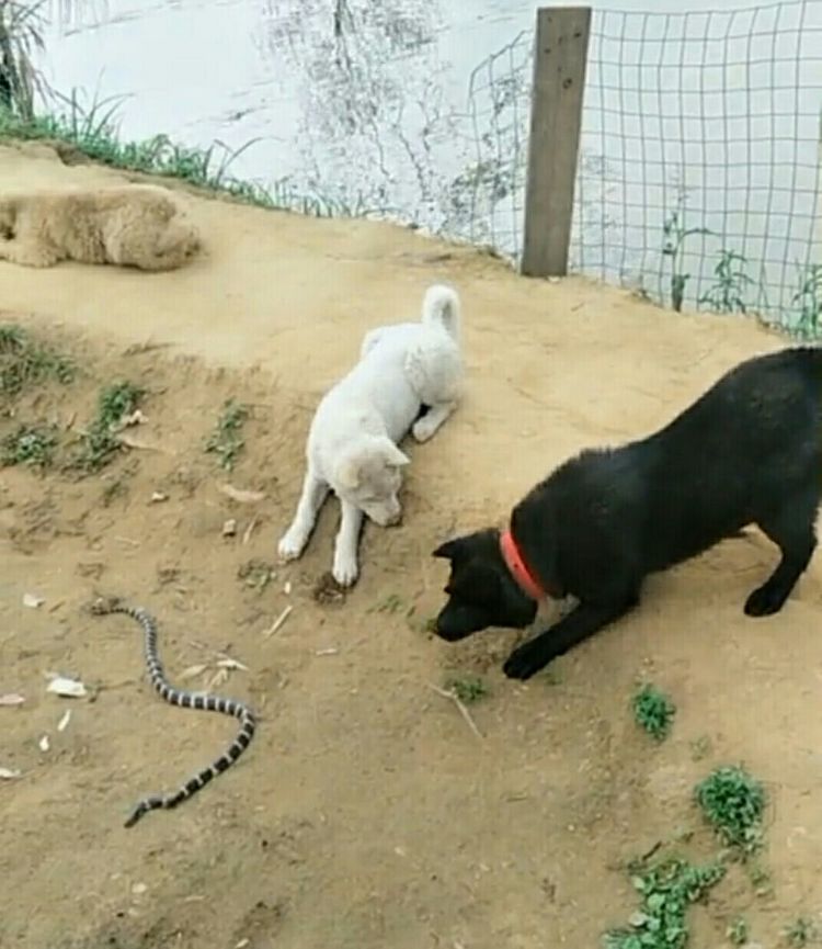 男子听到两条狗狂叫,出去看到蛇,把蛇炖了,老人回家后说完蛋