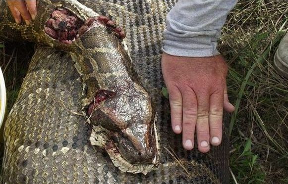 男子发现死掉的大蟒蛇肚子大如牛割开肚子一看让所有人惊讶了