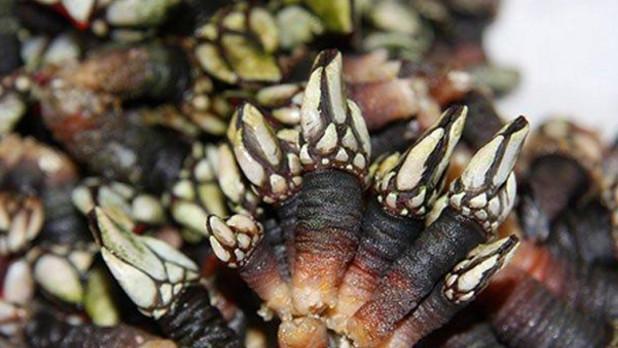 "鹅颈藤壶"在中国被称为"狗爪螺",又名"海鸡脚",是藤壶类生物,有"来自