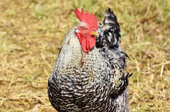 "富贵鸡"的晚年宿命,特别是69年的,60岁后指望谁?