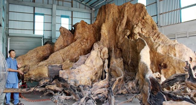 老人在深山中挖到"大宝贝",有人出35亿收购被拒绝|朔庄|树桩|老人_新