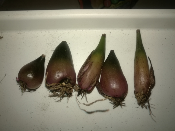 三叶草|植物|独糭新浪新闻