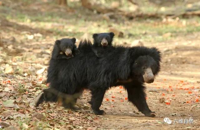 印两只小懒熊变成小懒包让母熊背着行动搭便车出行更方便