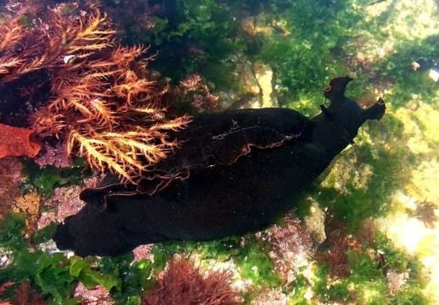 如果去海边旅游的时候,看到这种黑色的动物千万不要害怕,因为它们不会