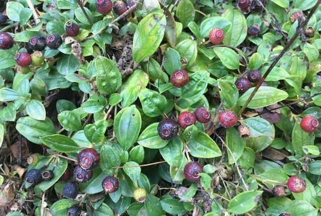 主要有以下2点第一点,目前大面积种植地稔的技术还不成熟,如果盲目