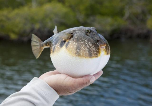 沙滩上死去的河豚圆鼓鼓地男子一斧头下去结果令人意外了