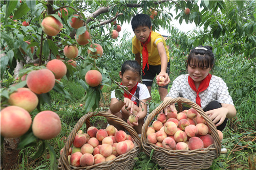 河北丰润明德小学体验农事快乐暑假