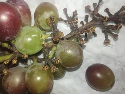 葡萄成熟期果梗干枯,果皮皱缩,什么原因?病害还是营养失衡?|_新浪新闻