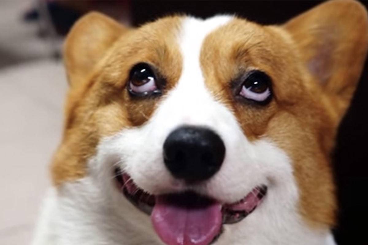 要不是这些沙雕网站我都不知道还有人这么无聊