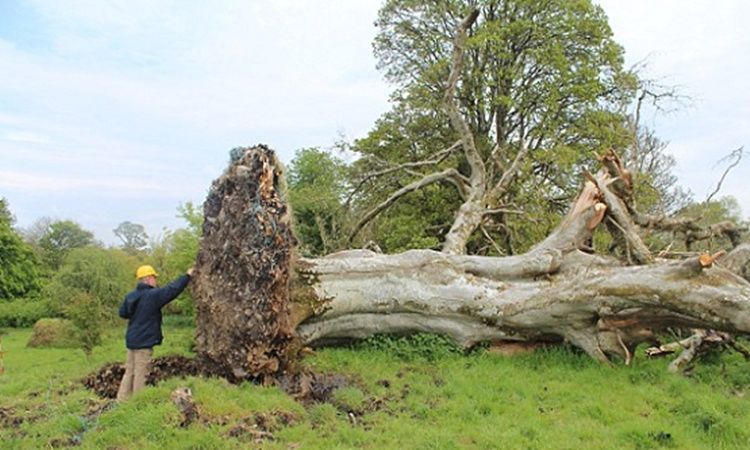 农村百年老树被风连根拔起专家在树根底下发现千年前的秘密