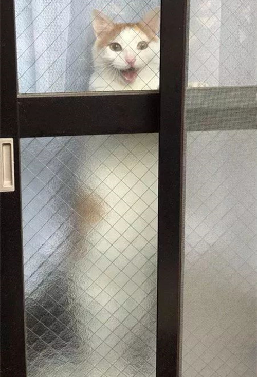铲屎官刚出门,猫咪就隔着玻璃一脸坏笑:终于把你送走了,嗨起来