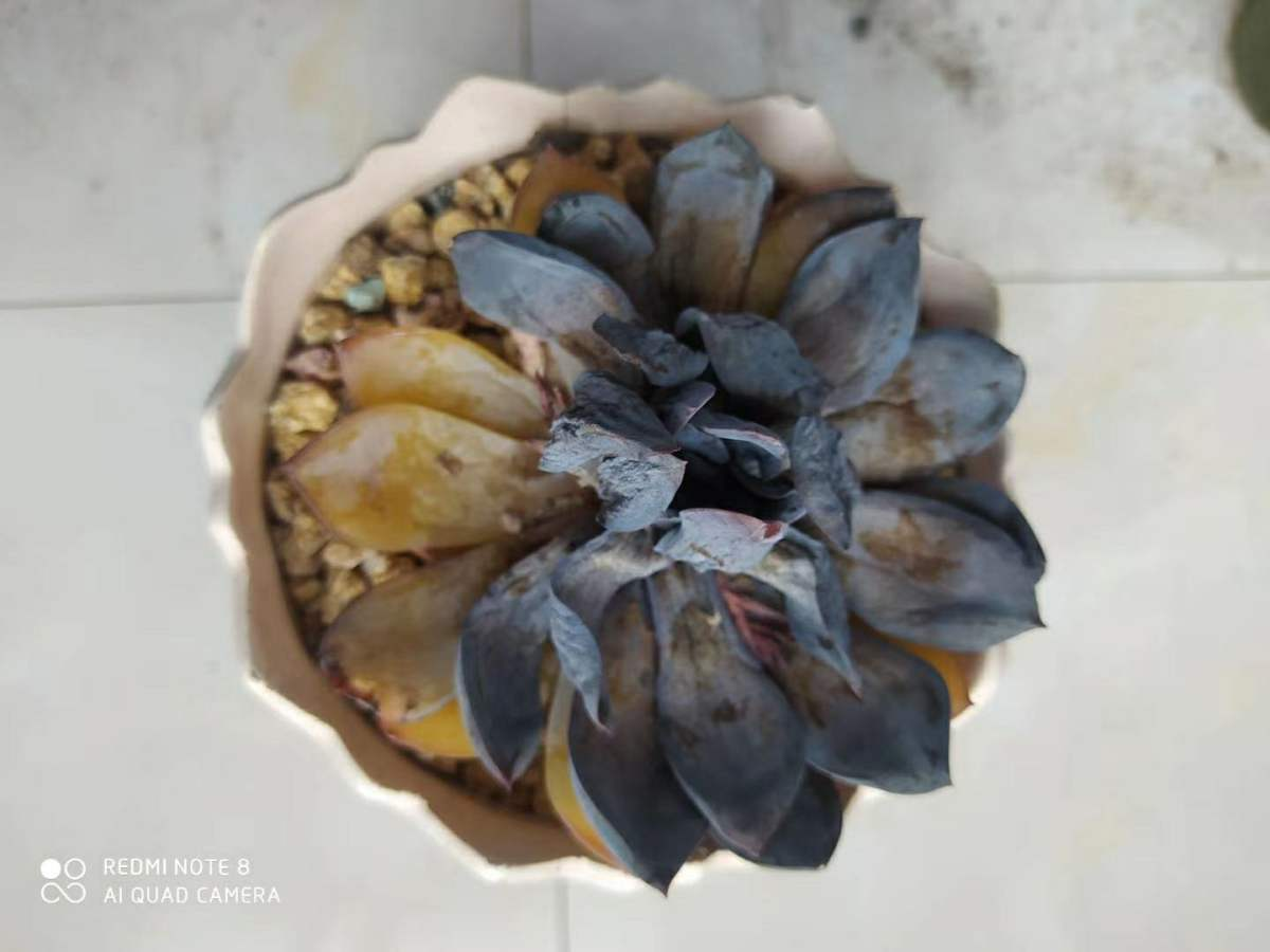 多肉夏天最难熬,黑腐烂根找上门,找对方法才能根治