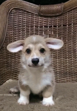 小狗乖乖坐凳子上注视,两只小耳朵太可爱了!