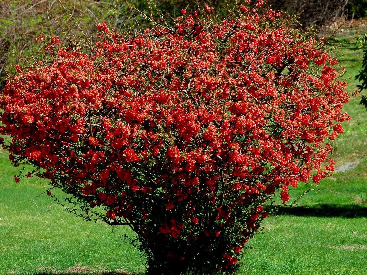 秋季种上9种鳞茎花卉7种灌木植物来年春季院子开满花