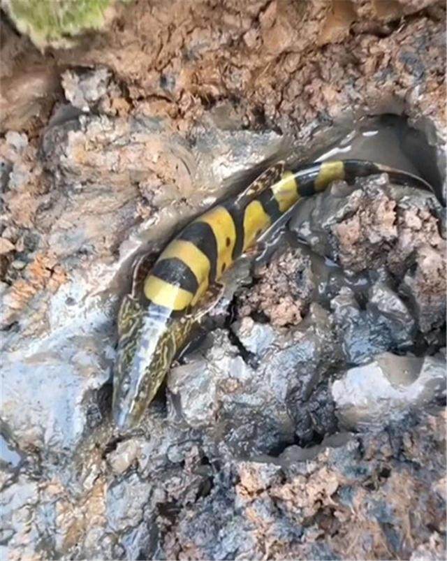 野外河滩有个怪洞扒开烂乎乎的淤泥逮到一条变异大泥鳅