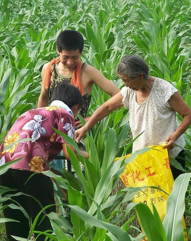 如果玉米追肥时,把尿素直接撒在地面上,到底有没有效果呢