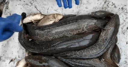 村外一条臭水沟5年无人问津,他随便一抓都是十斤左右的大黑鱼