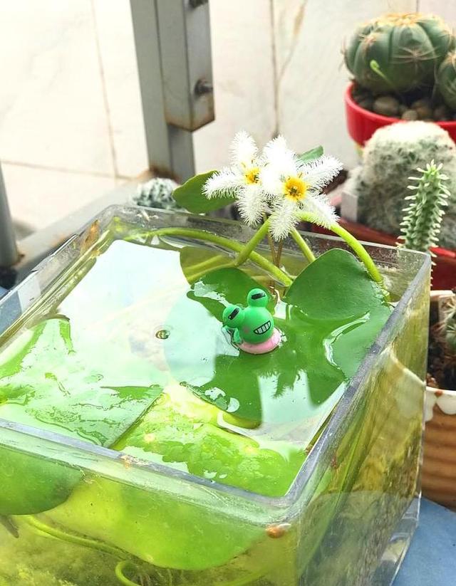 水培一叶莲发黑不生根,原因总算找到了,赶紧纠错不影响开花