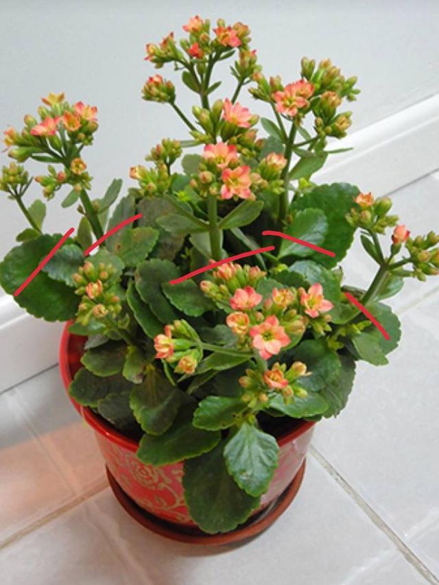 立夏后这样养长寿花枝繁叶茂秋后花苞满枝头