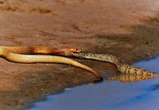 游客|眼镜蛇|蛇皮_新浪新闻