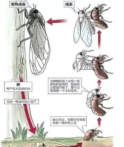 金蝉习惯在晚上爬出来,它在地下怎么分辨白天和夜晚?