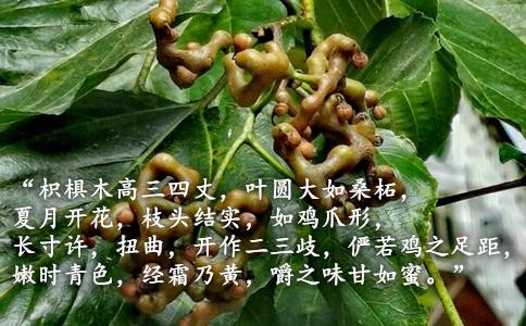 万寿果“拐枣”,一种形似卍字符的水果,补气养颜|字符|拐枣|万寿果_新浪新闻