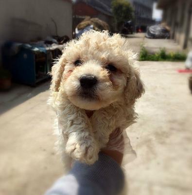 再次提醒挑选比熊犬的时候以下5种狗不建议买