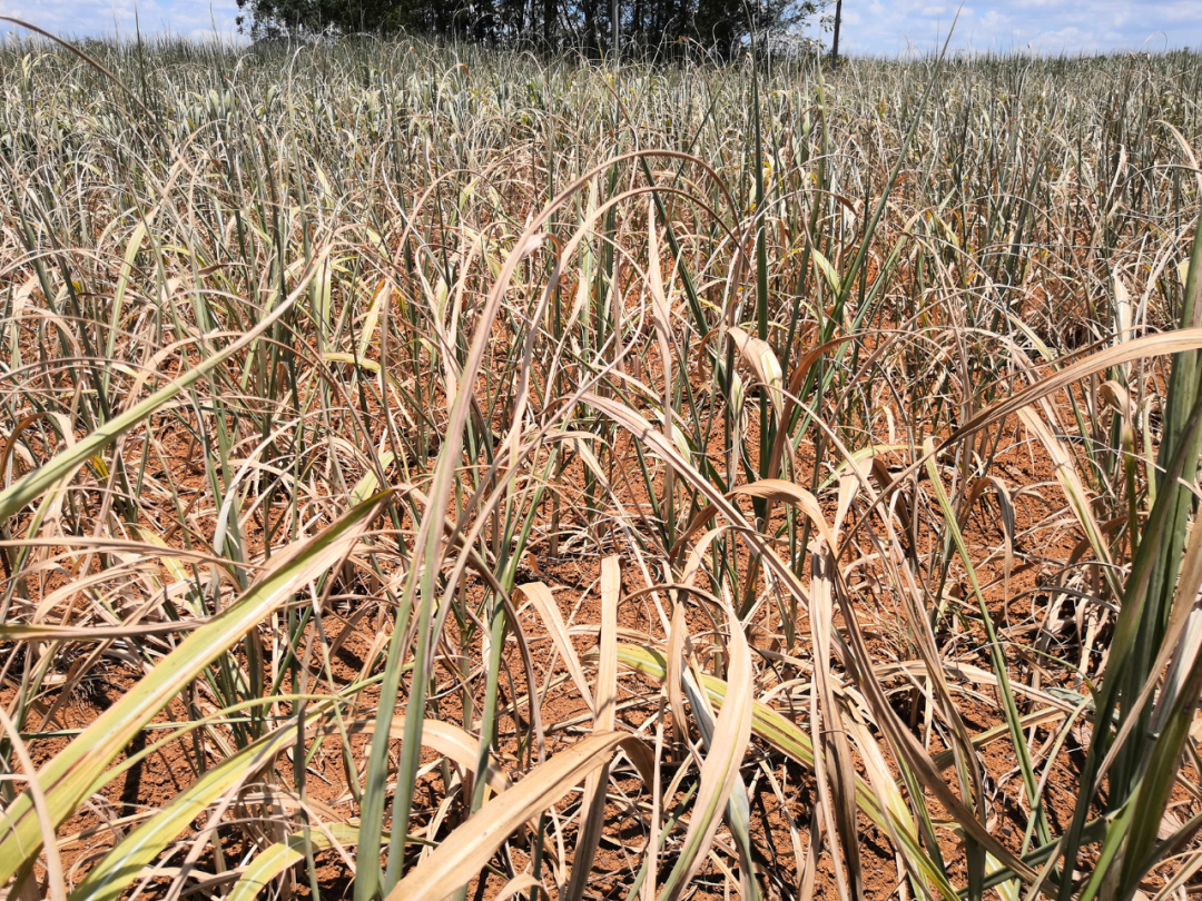 高温干旱双预警崇左进入人工增雨应急状态多地甘蔗干枯得让人心疼