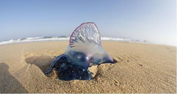 沙滩上出现成千上万的蓝色生物,人们用手触碰后都感到后悔莫及|水母