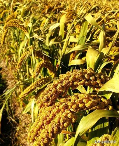 古代"粮草"具体是什么?多以麦粟为主,随地区及朝代有所变化