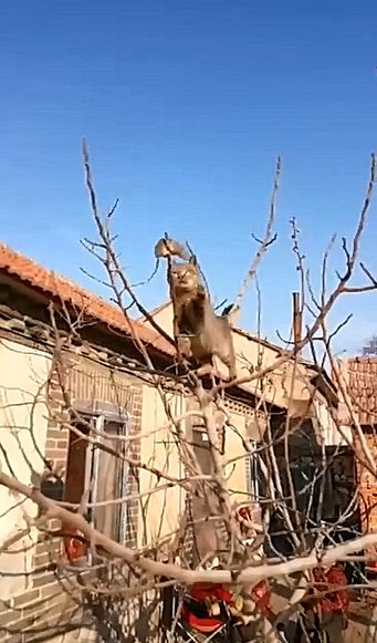 猫为了追老鼠爬上了树,本来爬树是猫的强项,但是最后猫却无奈了|猫咪
