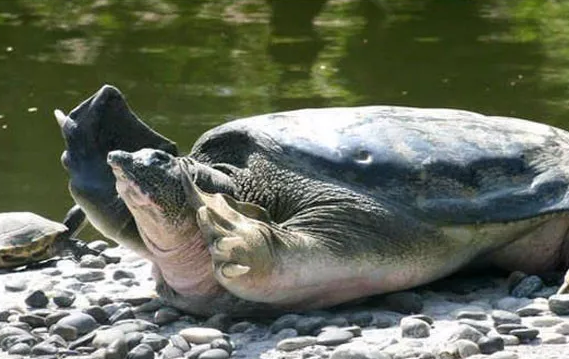 渔民抓到的千年乌龟究竟有多大岁数?大开眼界|甲鱼|乌龟|鳖_新浪新闻