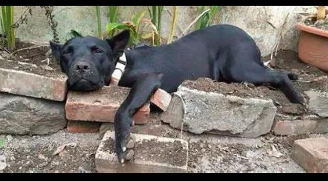 狗狗在院子里挖土,累得倒在小花圃上,邻居还以为它生病了呢!