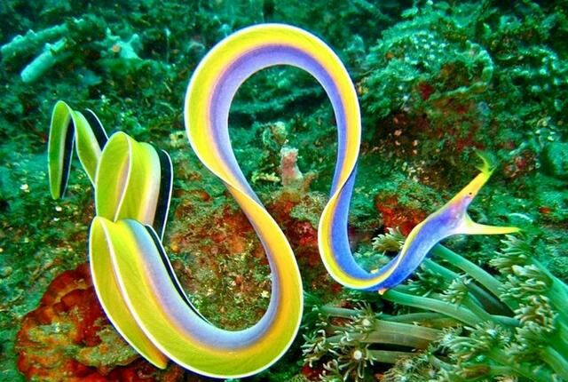 深海现疑似彩带生物体色彩鲜艳竟还能雌雄自由切换