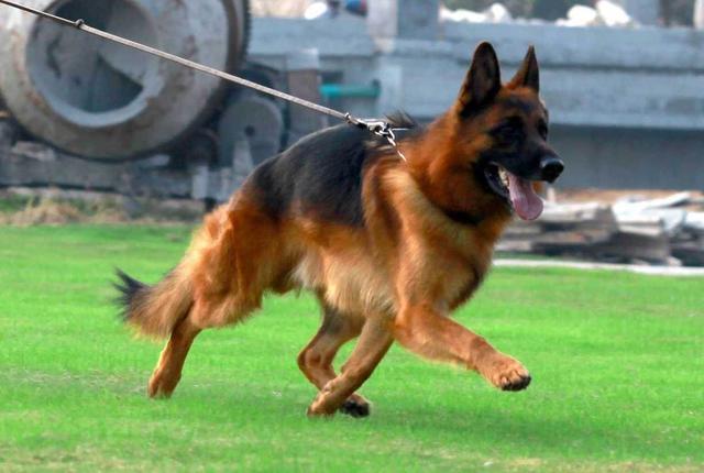 即使德国牧羊犬再完美,看完它这6大缺点,你也不敢养