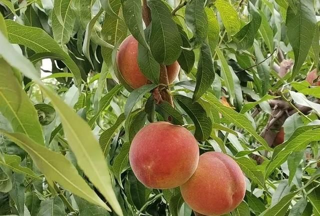 平阴县锦水街道"拍了拍"你 后寨村"葡桃"等您来采摘!