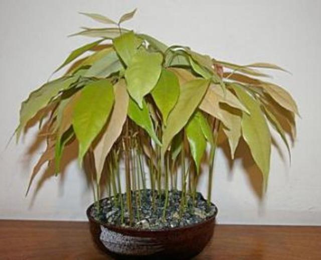 吃完的荔枝核不要扔,埋到花盆里,能长出清新的小盆栽|荔枝|荔枝核|盆栽_新浪新闻