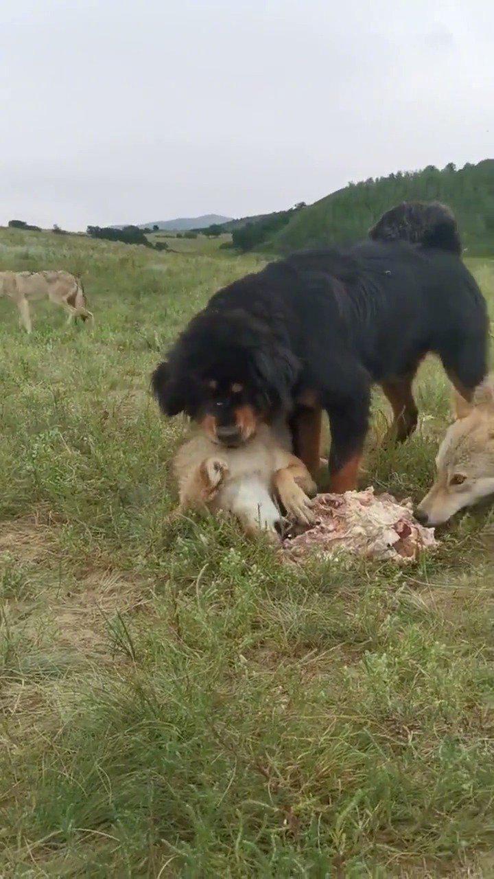 藏獒和老虎搏杀,藏獒可以坚持多久?老虎:来10只看看