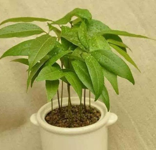 吃完的荔枝核不要扔,埋到花盆里,能长出清新的小盆栽|荔枝|荔枝核|盆栽_新浪新闻