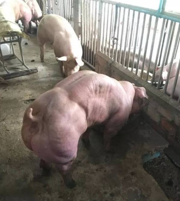小伙在泰国旅游发现肌肉猪其背后原因让人愤怒