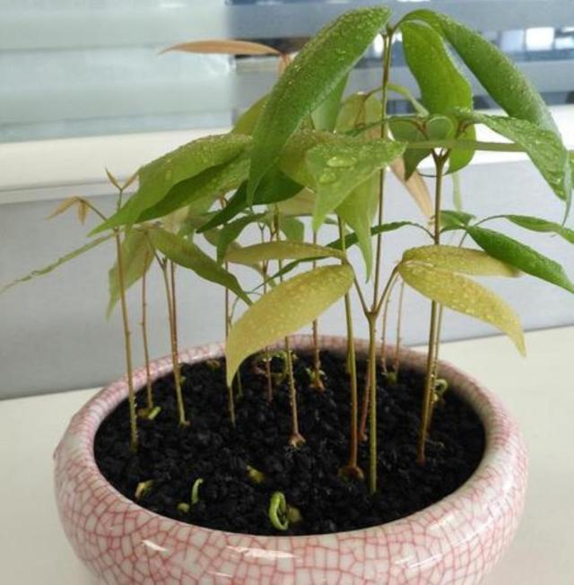 吃完的荔枝核不要扔,埋到花盆里,能长出清新的小盆栽|荔枝|荔枝核|盆栽_新浪新闻
