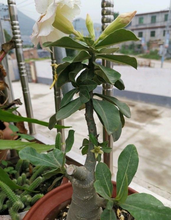 沙漠玫瑰不开花?长枝剪一剪,土里掺点沙子,红花开到巴掌大