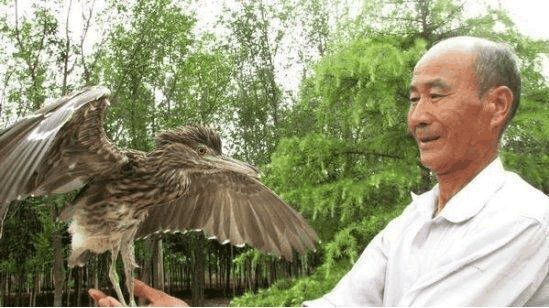 大爷无意中救了一只鸟鸟儿报恩方式让邻居羡慕不已