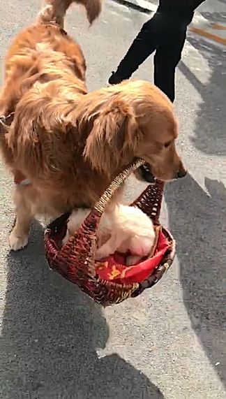 主人让狗狗叼着自己的宝宝行走,画面很温馨,但是结局却让人心痛