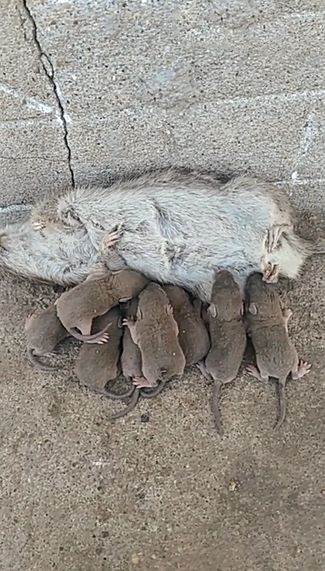 小伙用老鼠夹夹死一只大老鼠刨开玉米堆后他却觉得很心痛