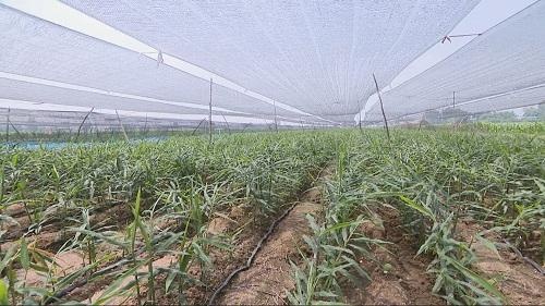 43秒丨潍坊青州：社会化服务“养”出标准种植模式