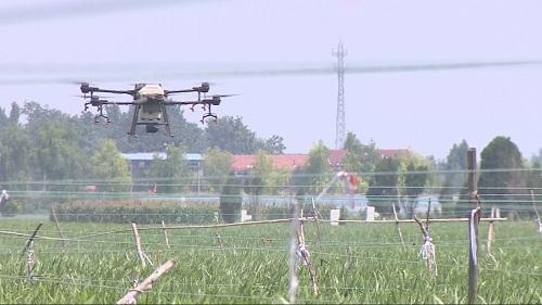 43秒丨潍坊青州：社会化服务“养”出标准种植模式