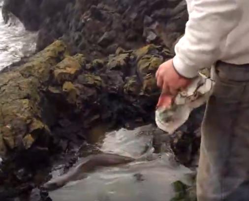 男子海边发现搁浅类似龙形生物以为遇上真龙吓得不轻